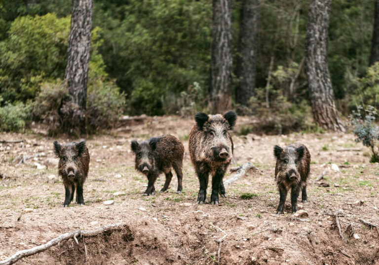 Erlebnis Mosel Erlebnis Eifel Wildschweine im Wild und Saupark Daun