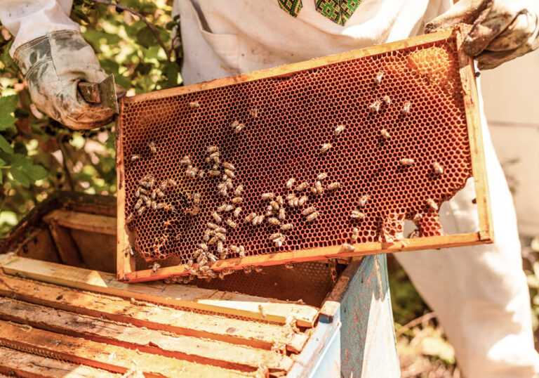 Nachhaltigkeit Honig von Regionalen Imkern