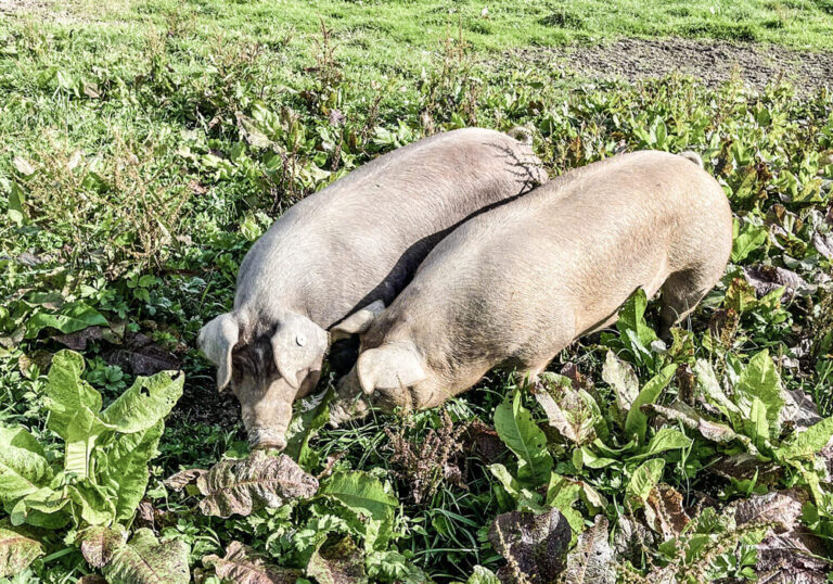 Nachhaltigkeit Schordings Freiland Durocschweine