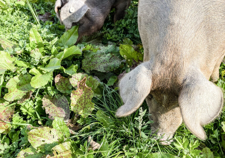 Nachhaltigkeit Schweine in Freilandhaltung