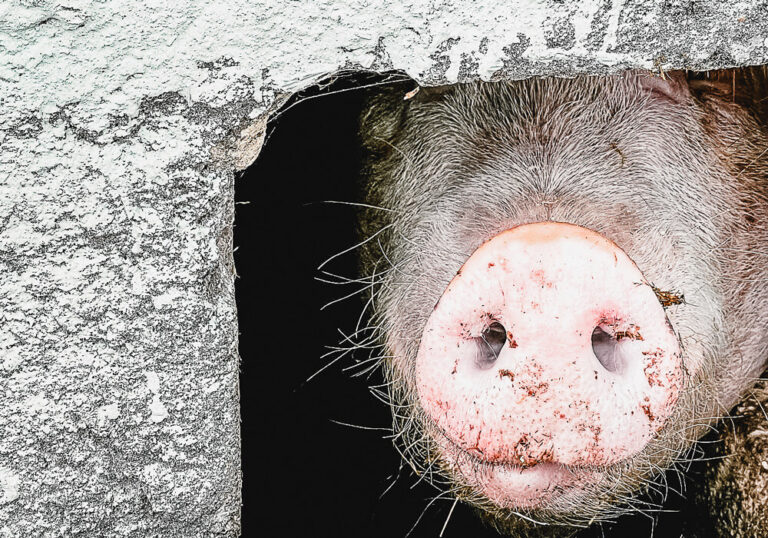 Nachhaltigkeit Schweinenase mit Gespür für guten Geschmack
