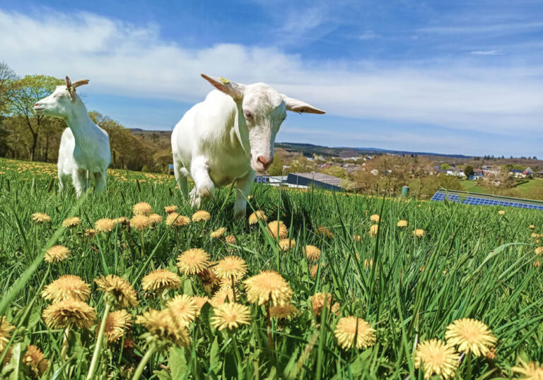 Nachhaltigkeit Ziegen in der Eifel für unseren Ziegenkäse