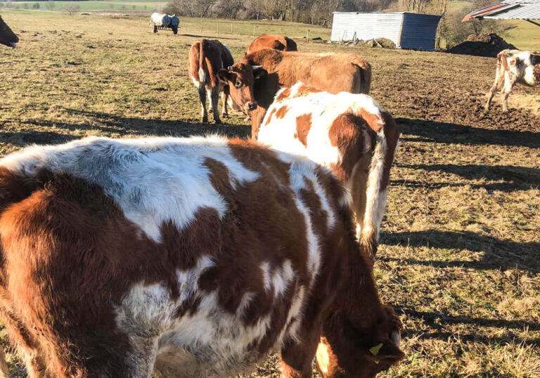 Nachhaltigkeit Kühe und Rinder in Freilandhaltung in Gonzerath im Hunsrück